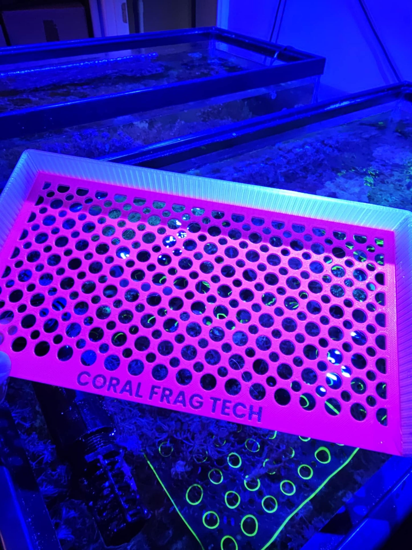 The Nem Nest X (Customizable Anemone Box)