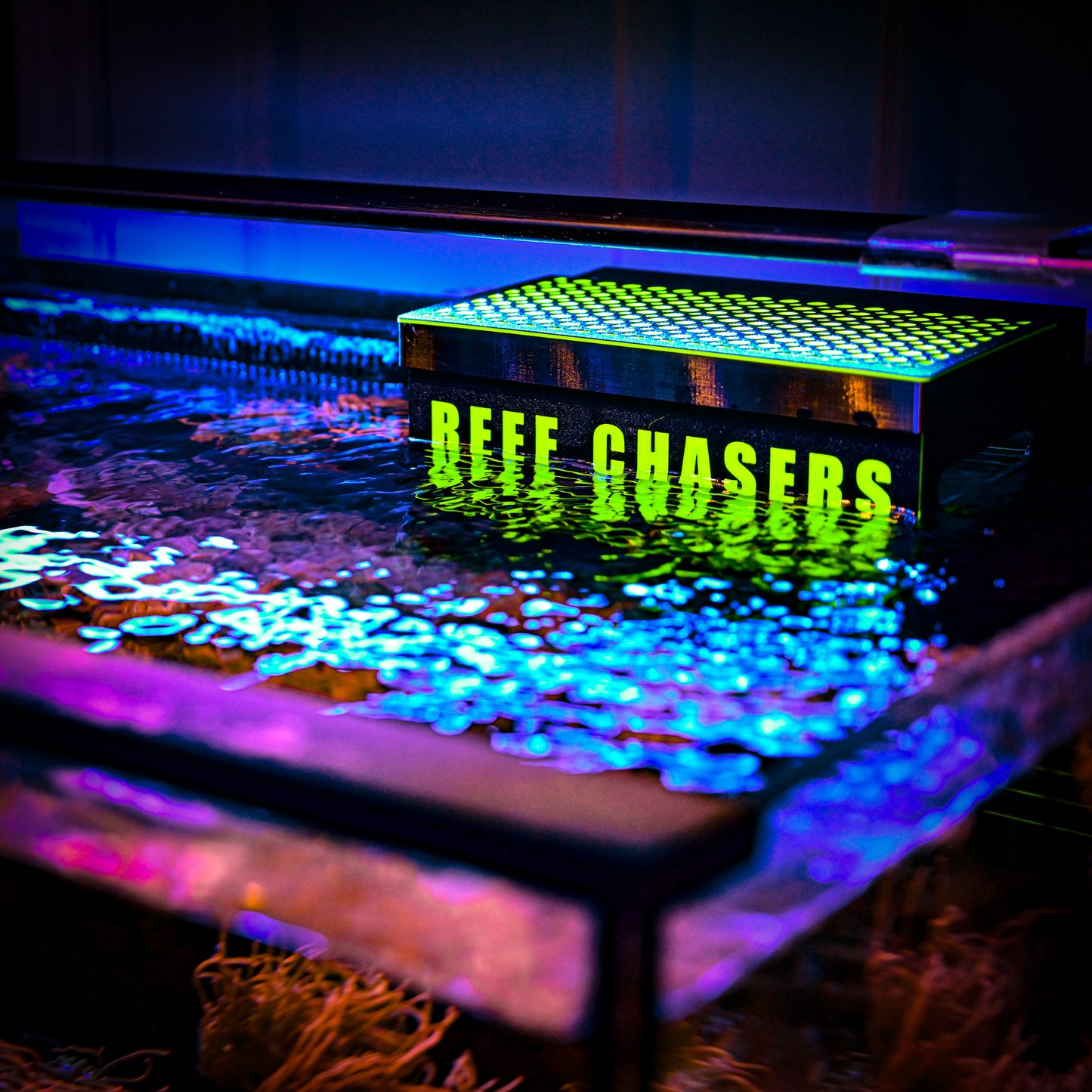 The Nem Nest X (Customizable Anemone Box)