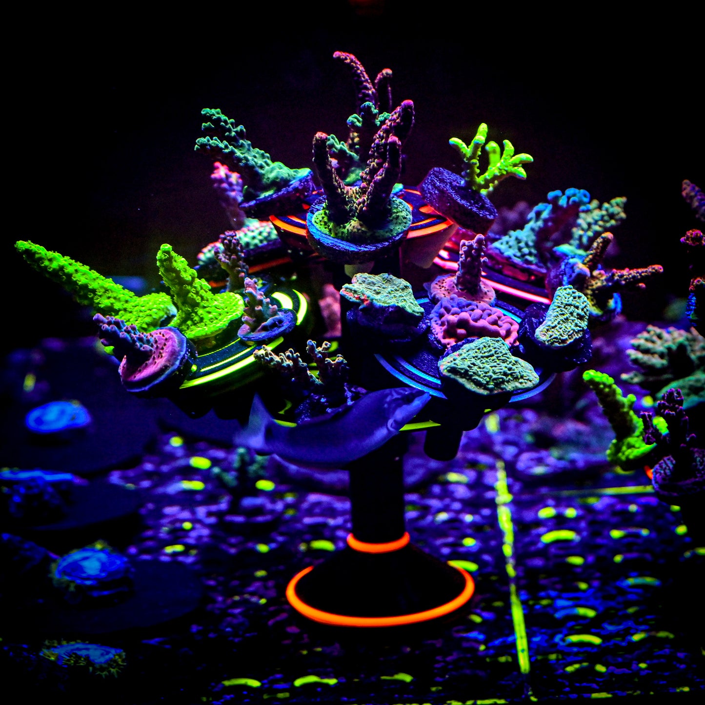 The Ninja Coral Platform