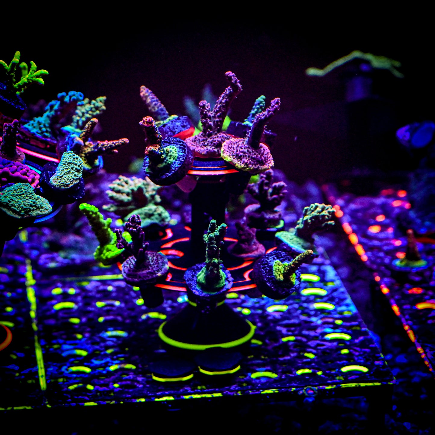 The Ninja Coral Platform