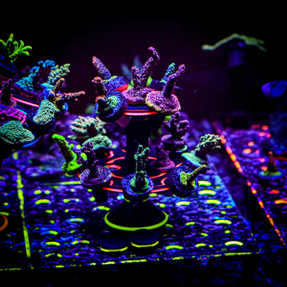 The Ninja Coral Platform