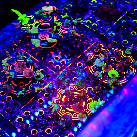 The Ninja Coral Platform