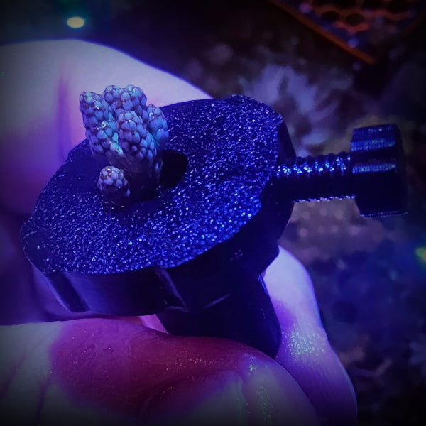 1 Inch Soft Coral Pin Plugs™ (Frag Plugs)